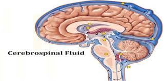 Ảnh 2 của Cerebrospinal Fluid